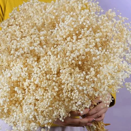 Large Dried Babys Breath Flowers Bouquet, 7.1 oz Cream White Flowers