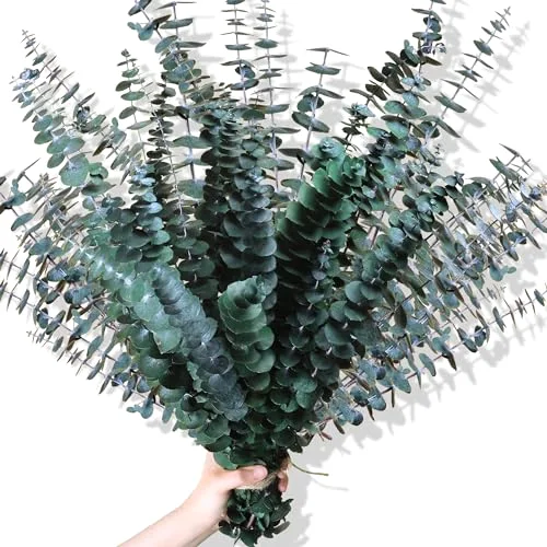 Dried Eucalyptus Stems Shower Bundle, 30 Pcs,Real Eucalyptus Plant